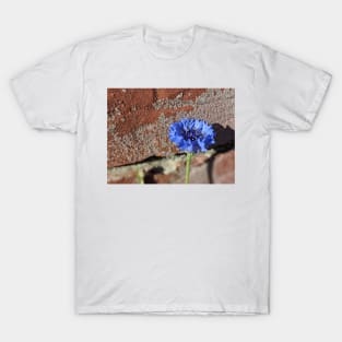 Flower Posing with a Brick Wall Photographic Image T-Shirt